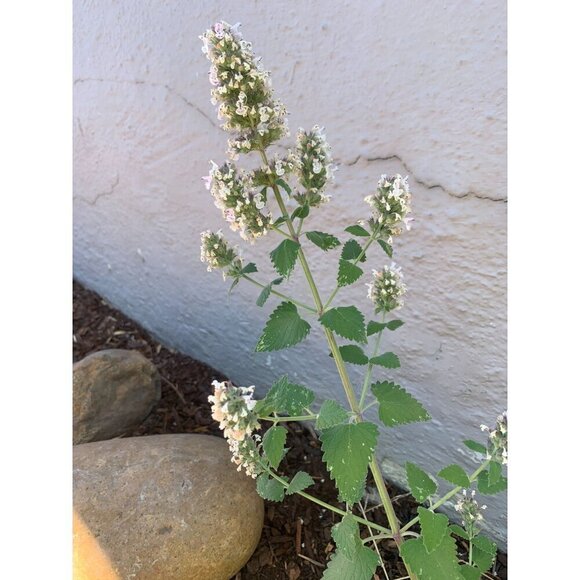 PURE GOLD Catnip Organically Grown & Harvested Pure Californian Catnip 4"x 3" - Picture 11 of 16